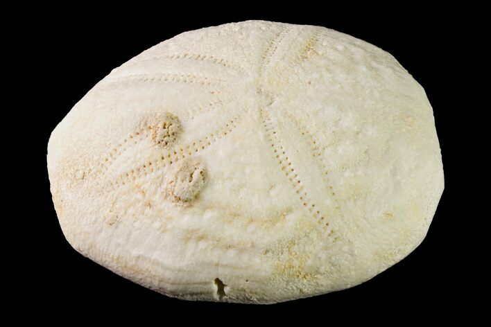 Fossil Sea Urchin (Eupatagus) - Florida #161289